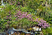 Monte Baldo (Trentino) - Sui ripidi pendii si concentrano spettacolari fioriture multicolori.